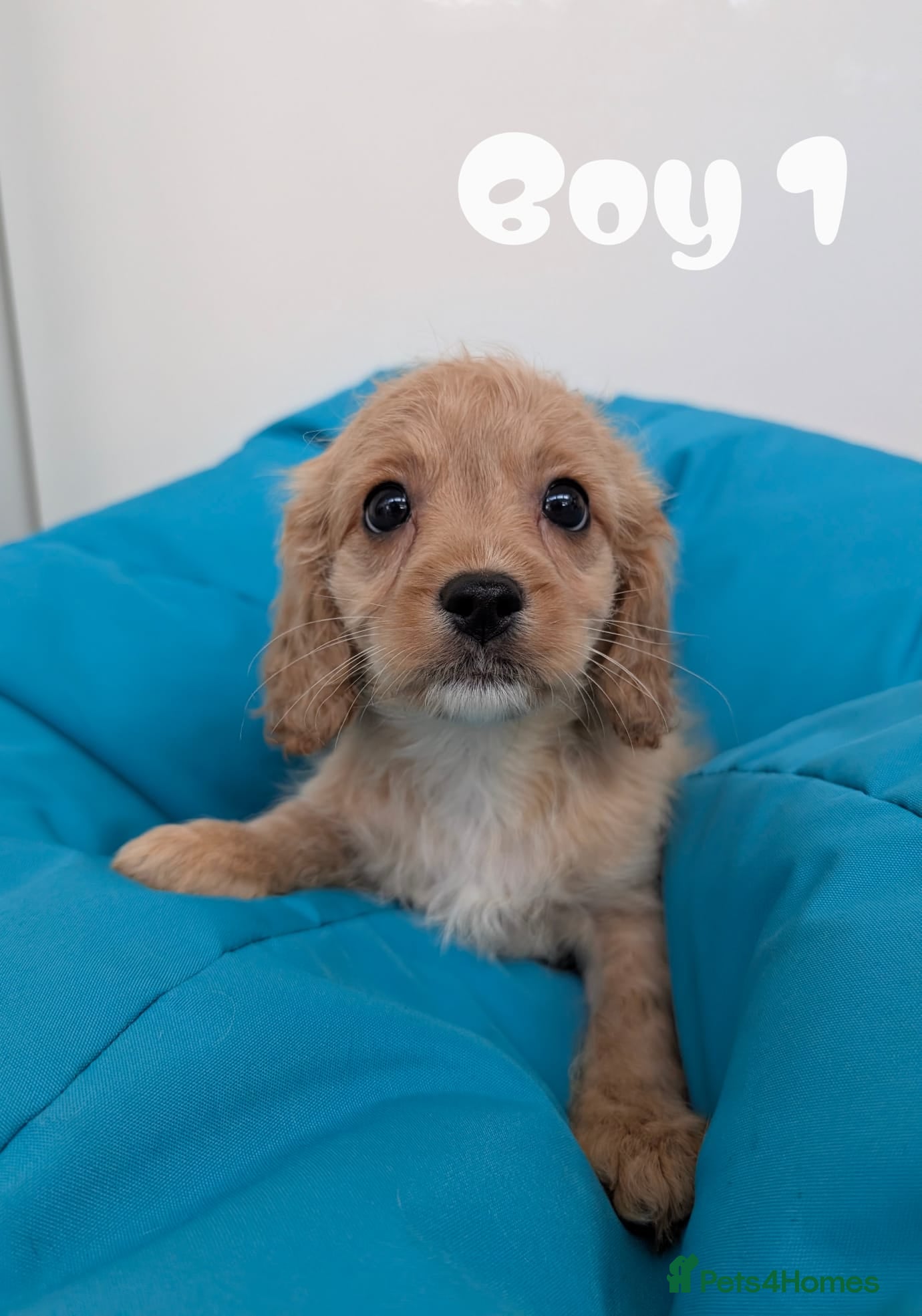 Cavapoo dogs READY TO LEAVE 🐕 CAVAPOO F1 Manchester  - Advert 15