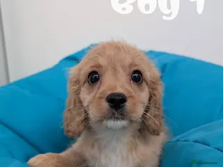 Cavapoo dogs READY TO LEAVE 🐕 CAVAPOO F1 Manchester - Advert 15