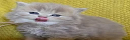 British Longhair cats for sale: TICA Registered British longhair kittens - Advert 39