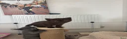 British Shorthair cats for sale: 🏆 British Shorthair Kittens🏆 - Advert 6