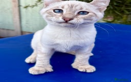 Savannah cats for sale: Superb polydactyl curled eared snow leopard  - Image 21