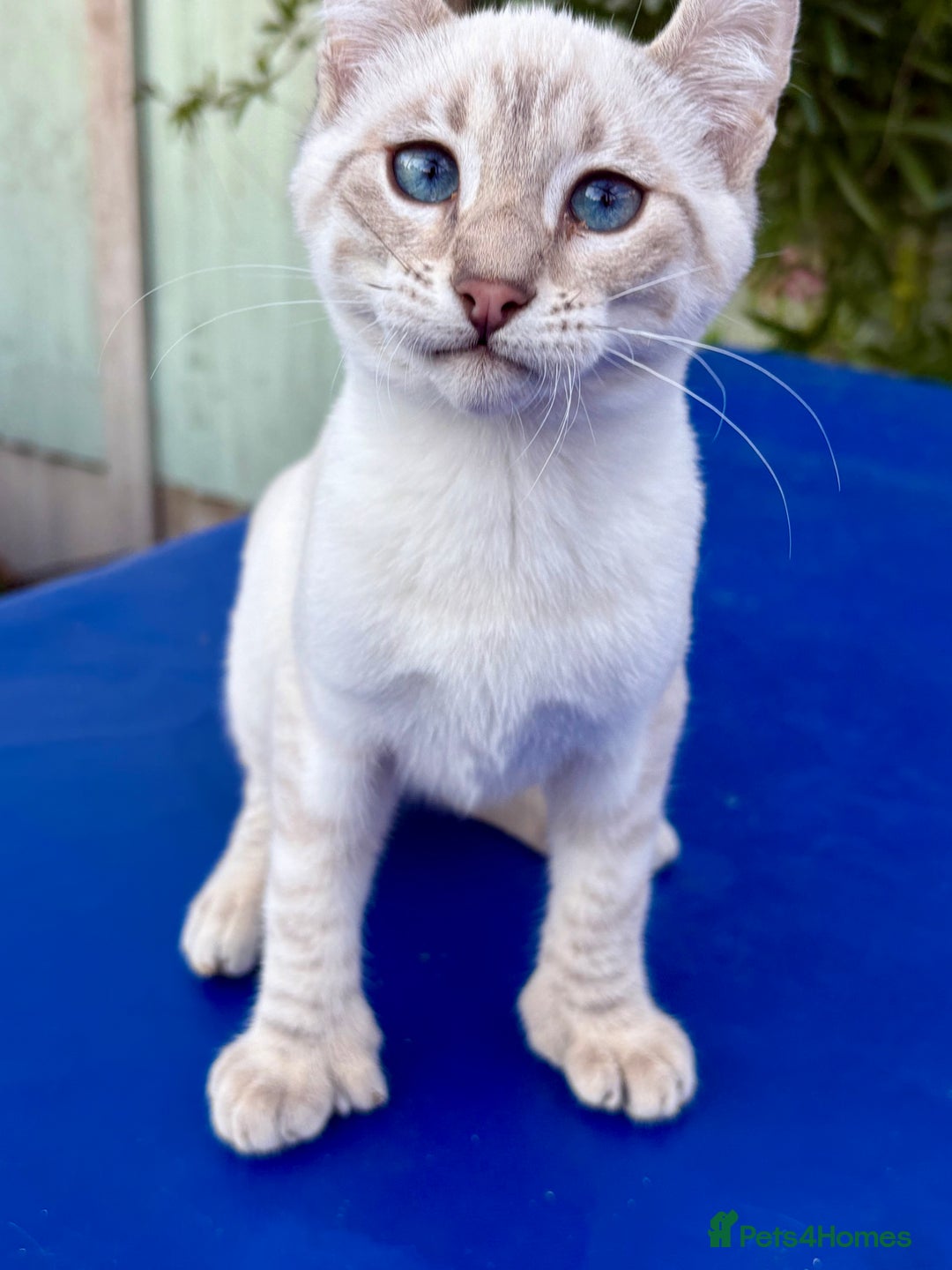 Savannah cats for sale: Superb polydactyl curled eared snow leopard  - Image 21