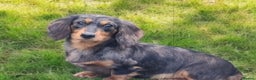 Miniature Dachshund dogs for sale: Long hair Black & cream Boy. KC - Advert 14