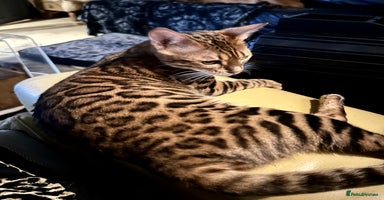 Bengal cats 4 tiger cub bengal girls for sale  - Advert 6