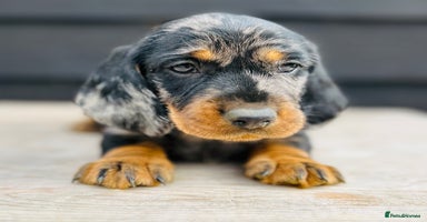 Dachshund dogs in Sudbury - Advert 9