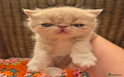 Exotic cats for sale: 🏆Champion sired exotic and Persian kittens 😸 ♥️  - Image 8