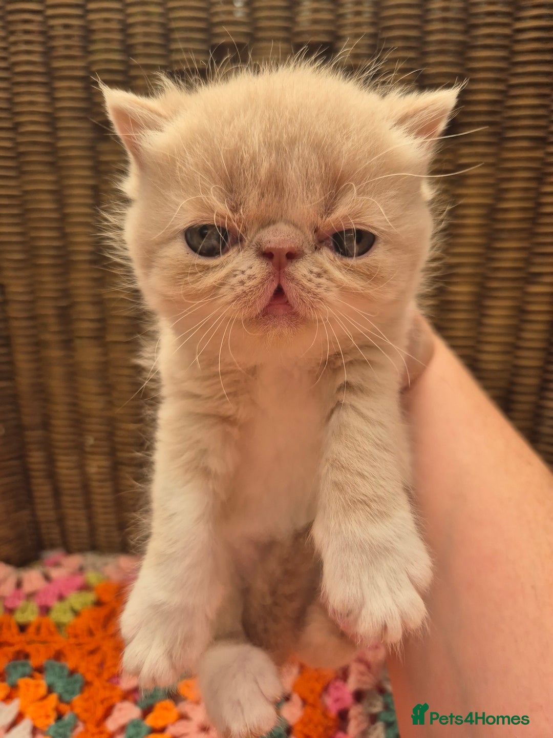 Exotic cats for sale: 🏆Champion sired exotic and Persian kittens 😸 ♥️  - Image 8