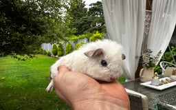 Guinea Pig rodents for sale: 4x lovely 4 weeks old boys born on 30.06.2025 in Leicester - Image 5