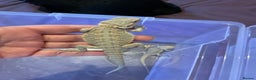 Bearded Dragon reptiles for sale: 2 Baby Bearded Dragons - Advert 1