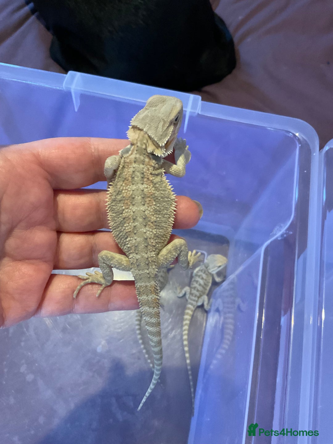 Bearded Dragon reptiles for sale: 2 Baby Bearded Dragons - Advert 1