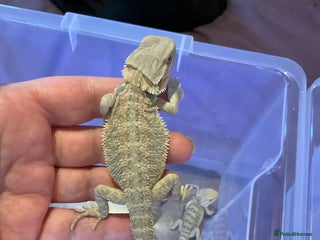 Bearded Dragon reptiles 2 Baby Bearded Dragons - Advert 1