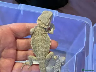 Bearded Dragon reptiles 1 Baby Bearded Dragon - Advert 12