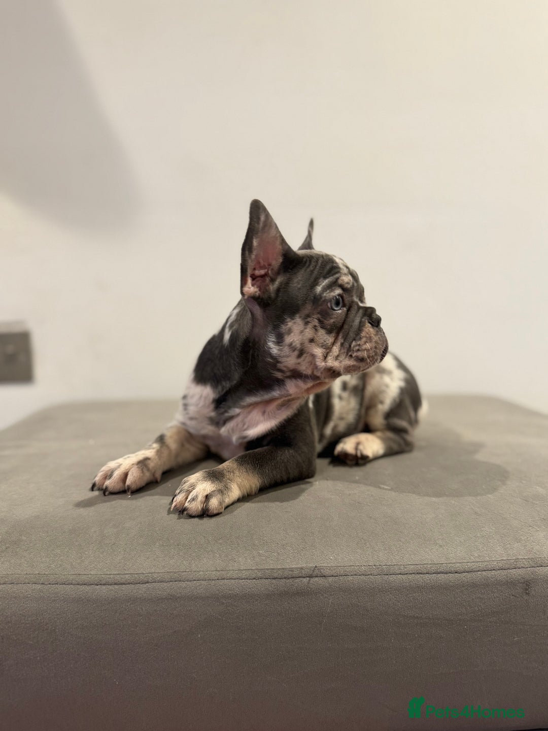 French Bulldog dogs for sale: French bulldogs ready for  **   **   - Advert 17