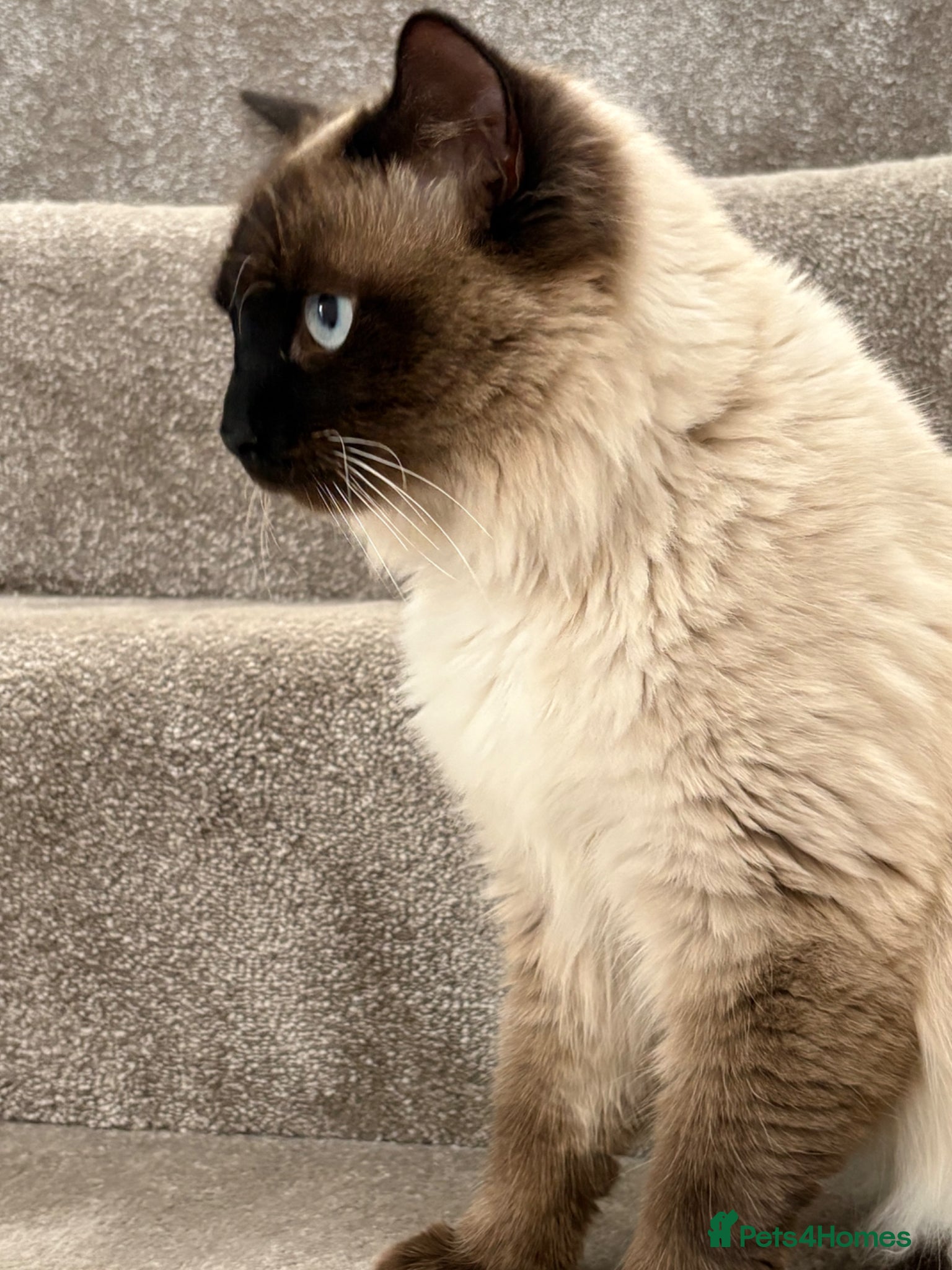 Ragdoll cats GCCF registered RAGDOLL STUD - Advert 1