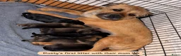 Border Terrier dogs for stud: Rusty – Proven, SLEM Clear Border Terrier Stud  - Advert 13
