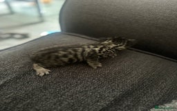 Manx cats for sale: Beautiful Banx Kittens  - Image 21
