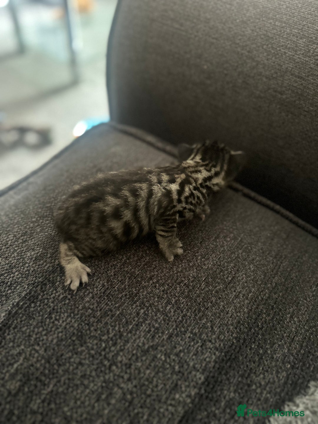 Manx cats for sale: Beautiful Banx Kittens  - Image 21