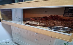 Python Snake reptiles for sale: Pied Python and setup - Image 7