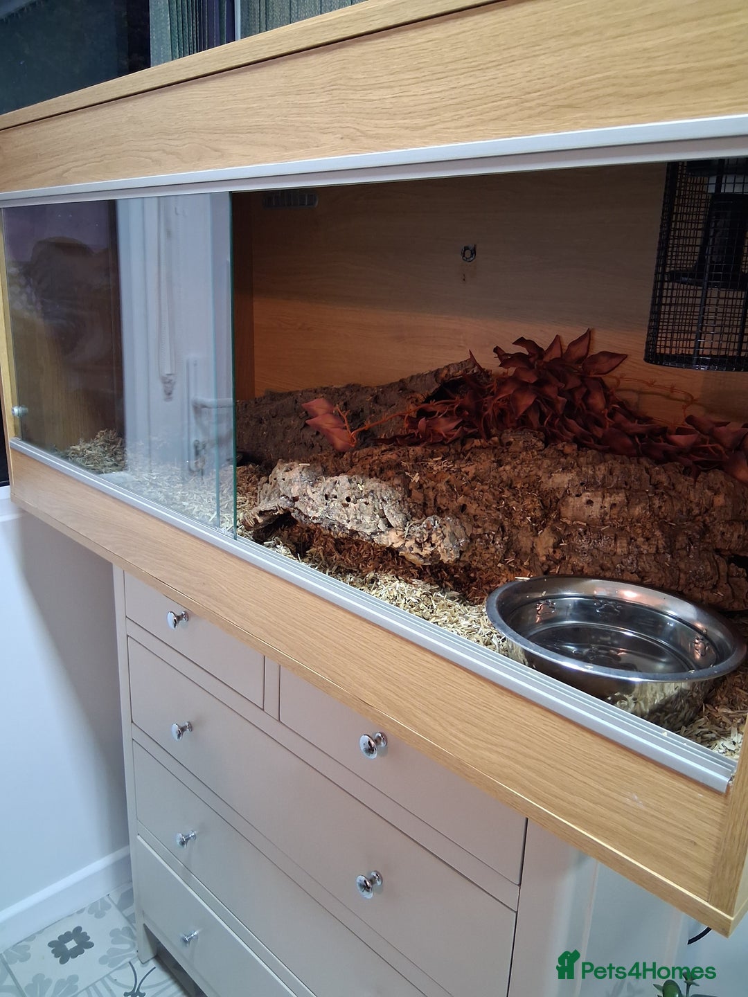 Python Snake reptiles for sale: Pied Python and setup - Image 7