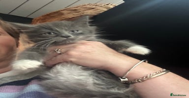 Maine Coon cats - Advert 10