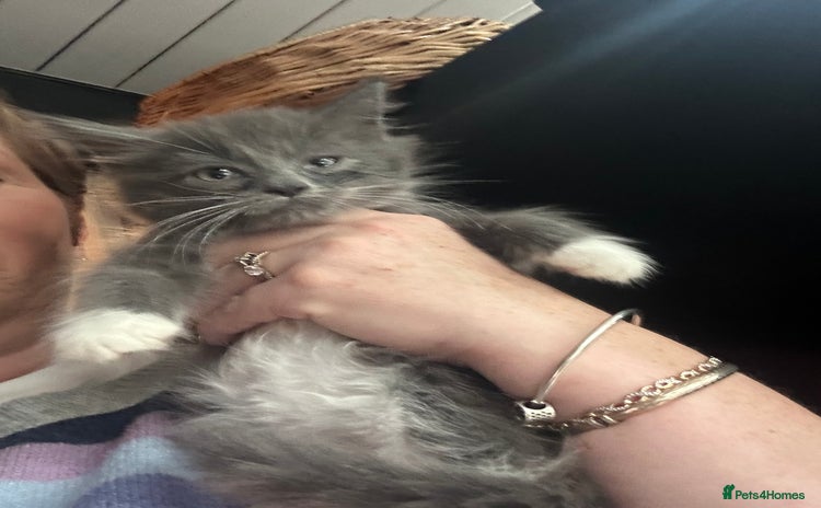 Maine Coon cats - Advert 4