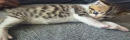 Mixed Breed cats for sale: 2 little beautiful kittens - Advert 9