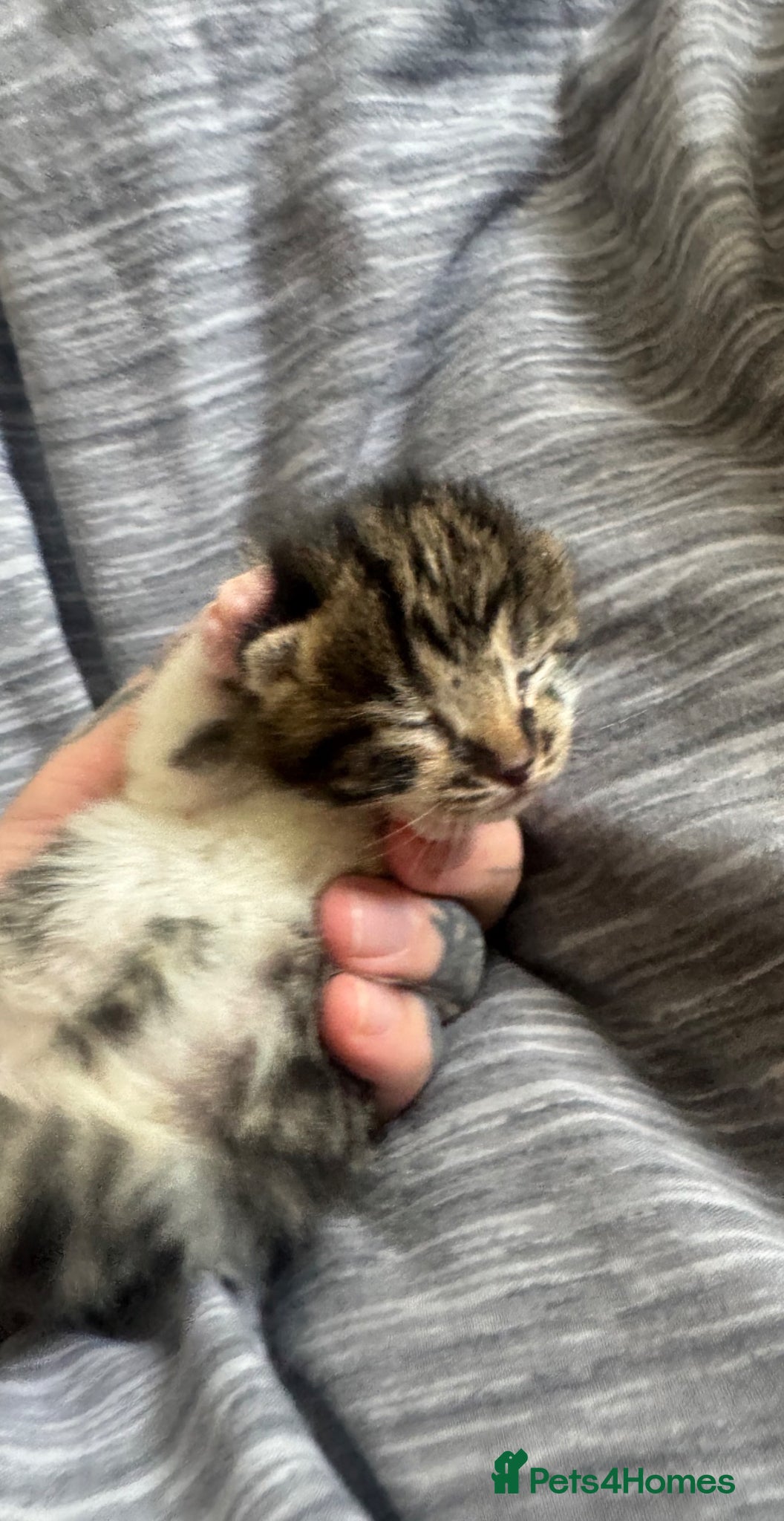 British Shorthair cats British shorthair cat  - Advert 2