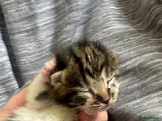 British Shorthair cats British shorthair cat - Advert 2