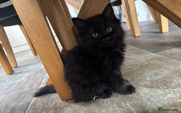 Russian Blue cats for sale: Russian Blue x Ragdoll Kittens - Image 4