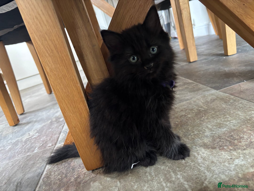 Russian Blue cats for sale: Russian Blue x Ragdoll Kittens - Image 4