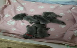 French Bulldog dogs for sale: BEAUTIFUL FRENCH BULLDOG PUPPIES  - Image 3