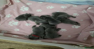 French Bulldog dogs BEAUTIFUL FRENCH BULLDOG PUPPIES  - Advert 7