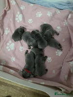 French Bulldog dogs BEAUTIFUL FRENCH BULLDOG PUPPIES - Advert 1