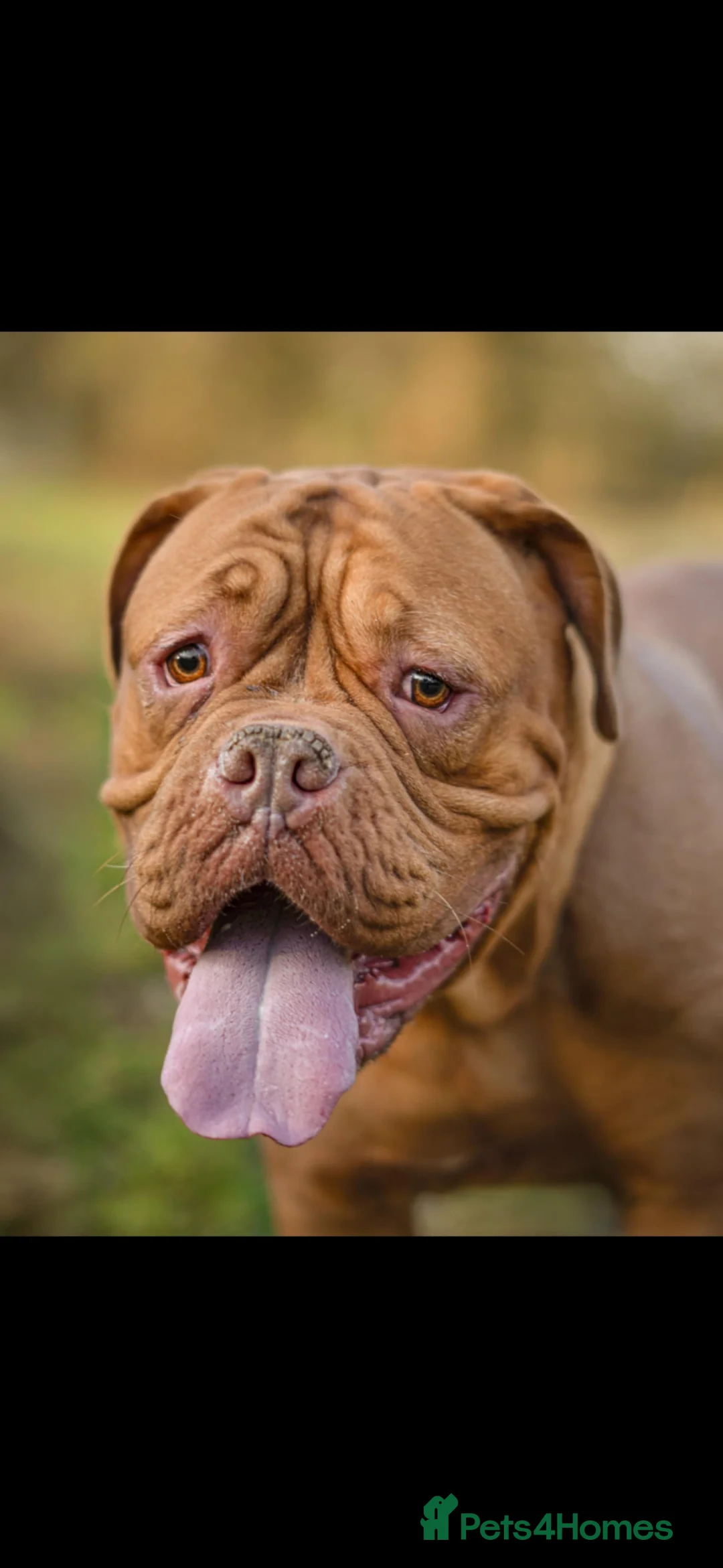 Dogue De Bordeaux dogs for sale: Beautiful Nala - Advert 1