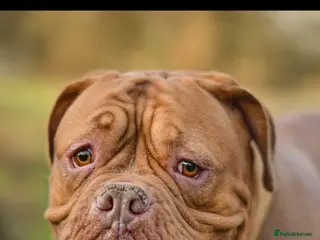 Dogue De Bordeaux dogs Beautiful Nala - Advert 4