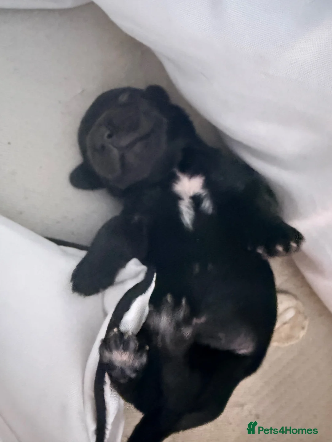 Mixed Breed dogs for sale: Male  - Advert 5