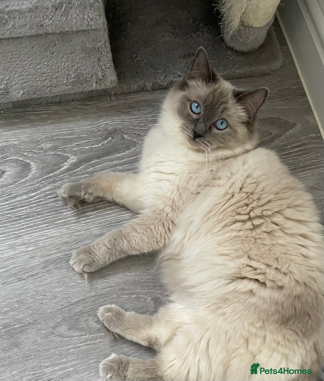 Ragdoll cats for sale: Blue point ragdoll  - Image 5