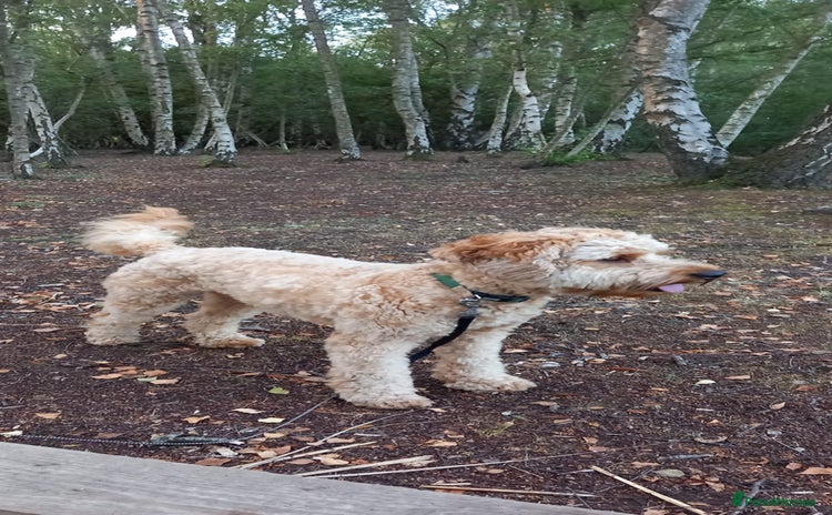 Cavapoo dogs - Advert 1