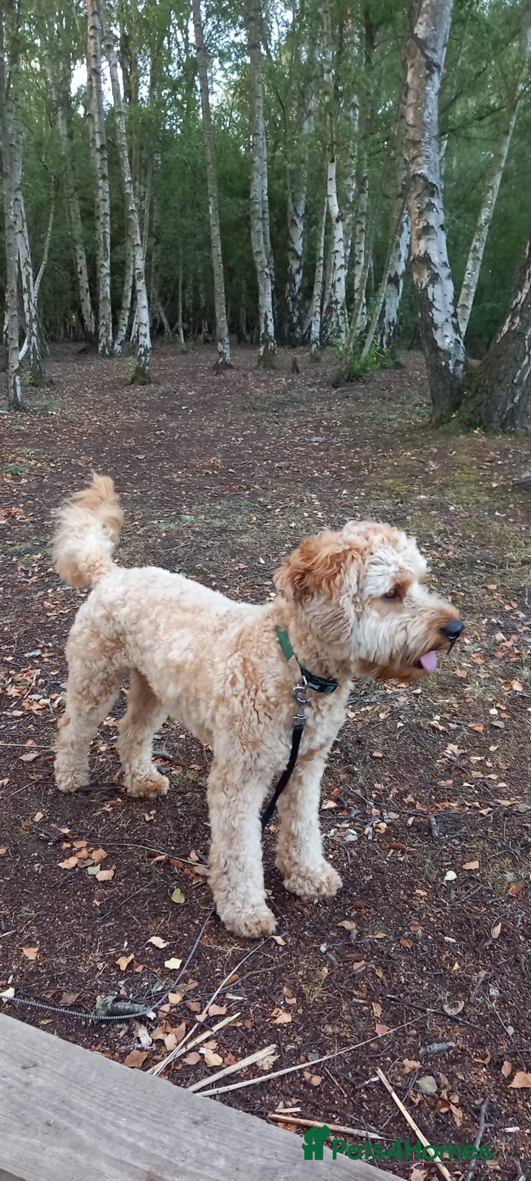 Cavapoo dogs for stud: Cavapoo F1B is ready for stud - Image 1