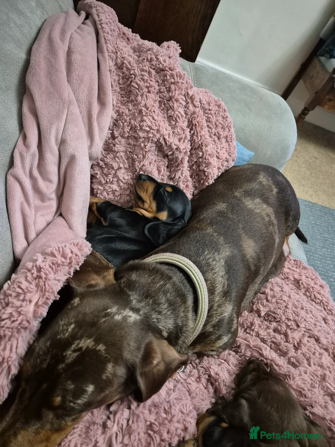 Miniature Dachshund dogs for sale: Miniature Dachshund puppies  in Wigton - Advert 3