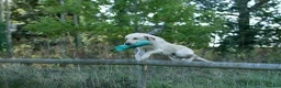 Labrador Retriever dogs for sale: Stunning KC Registered Champion line Puppies  - Advert 14