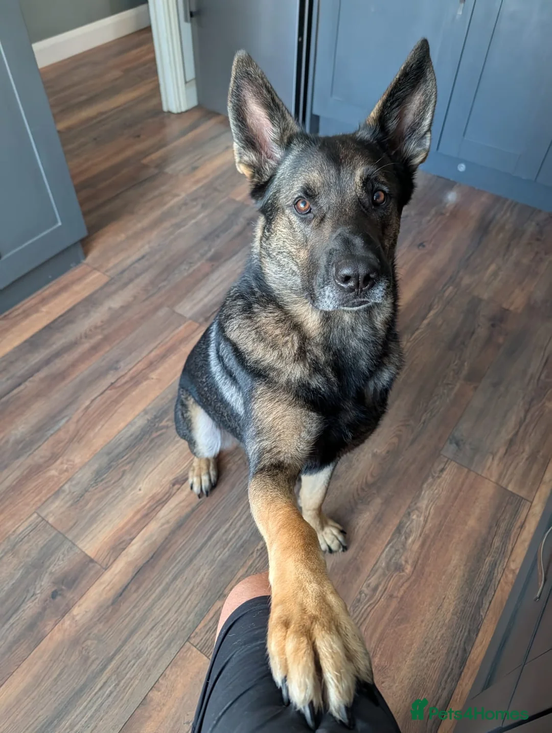Mixed Breed dogs for sale: Beautiful 3 year old Shepard/malinois cross in Bury Saint Edmunds - Advert 1