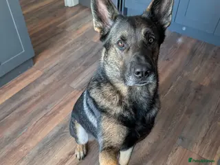 Mixed Breed dogs Beautiful 3 year old Shepard/malinois cross - Advert 5