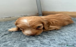 Cocker Spaniel dogs for sale: Beautiful cocker spaniels  - Image 8