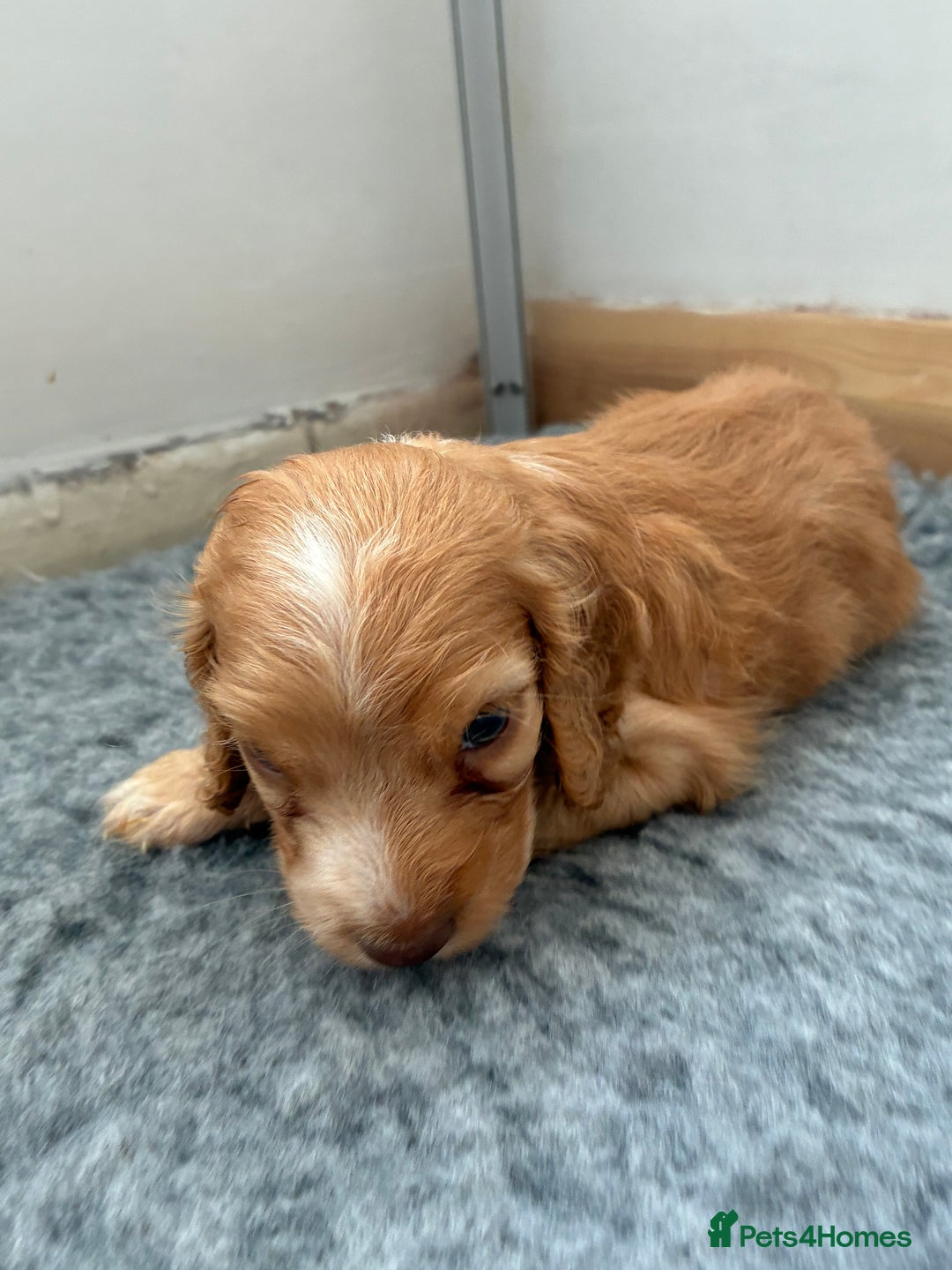 Cocker Spaniel dogs for sale: Beautiful cocker spaniels  - Image 8