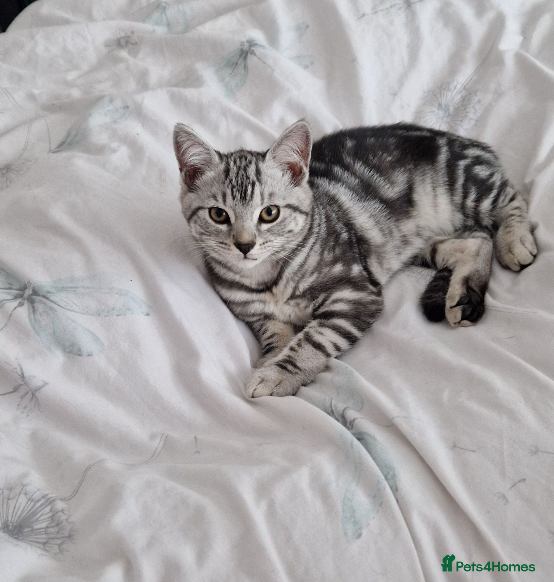 British Shorthair cats Lovely tabby mix kittens - Advert 7