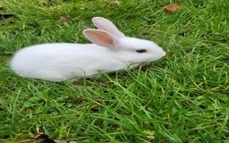 English Lop rabbits for sale: Baby Rabbits 4 available  - Image 10