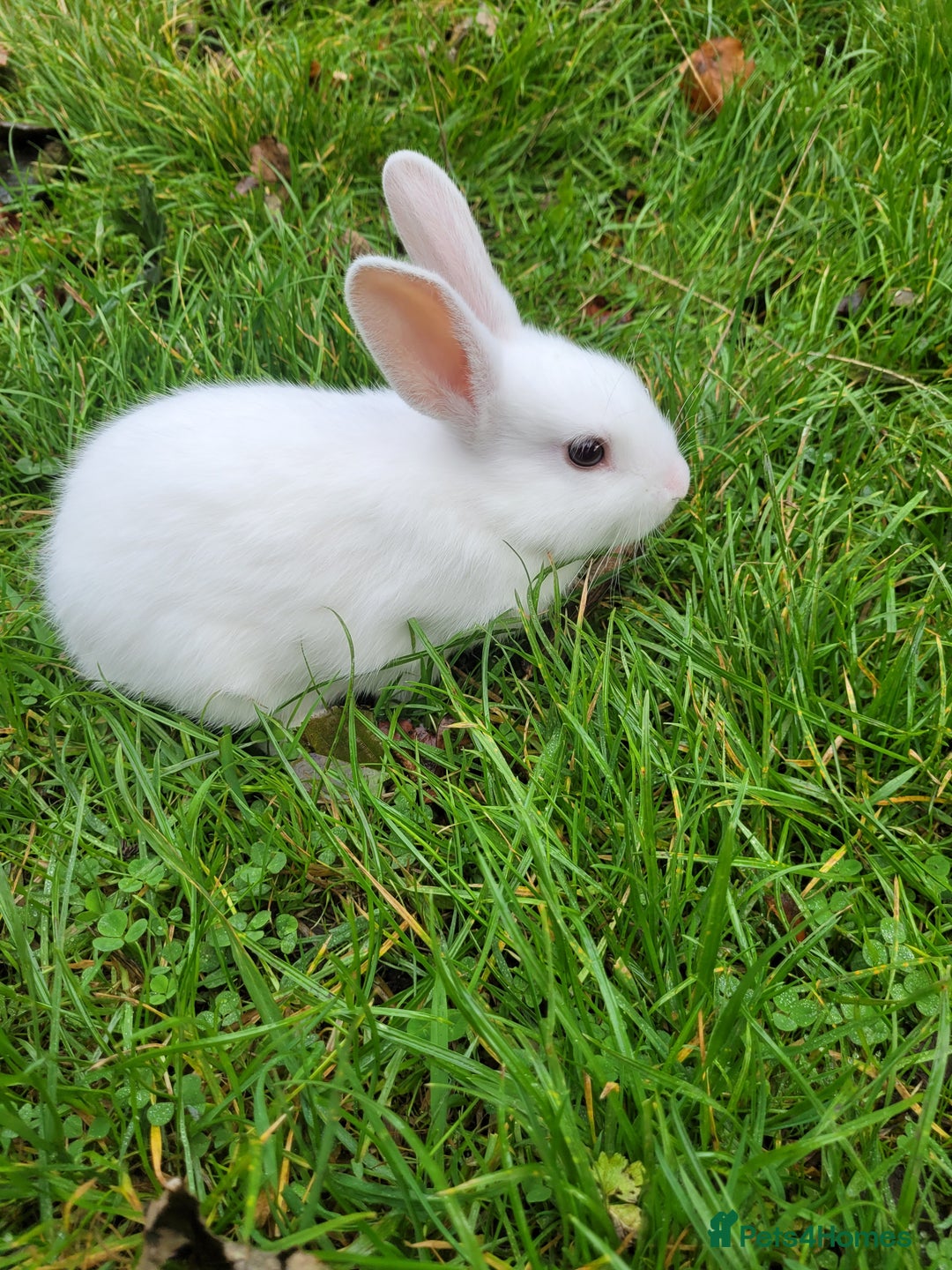 English Lop rabbits for sale: Baby Rabbits 4 available  - Image 10