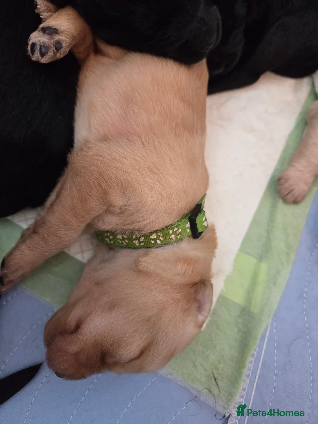 Labradoodle dogs for sale: Labrodoodle Puppies - Advert 37