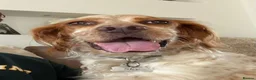 English Setter dogs for adoption: Sky   - Advert 10